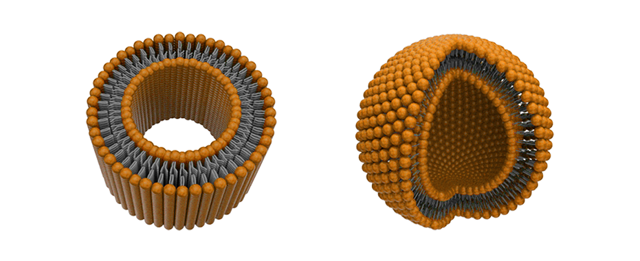 vesicles